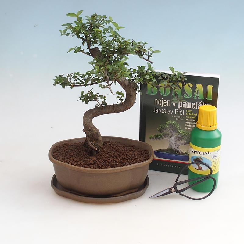Szoba bonsai készlet