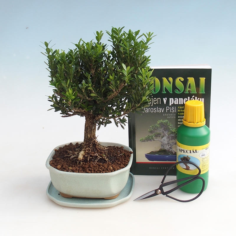 Szoba bonsai készlet