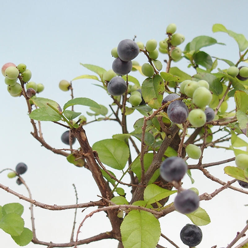 Szobai bonsai - Sageretia thea - Sageretia thea