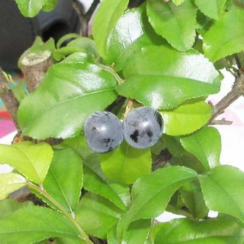Kokedama alátéttel – Sagerécie thea – Sagerécie thea