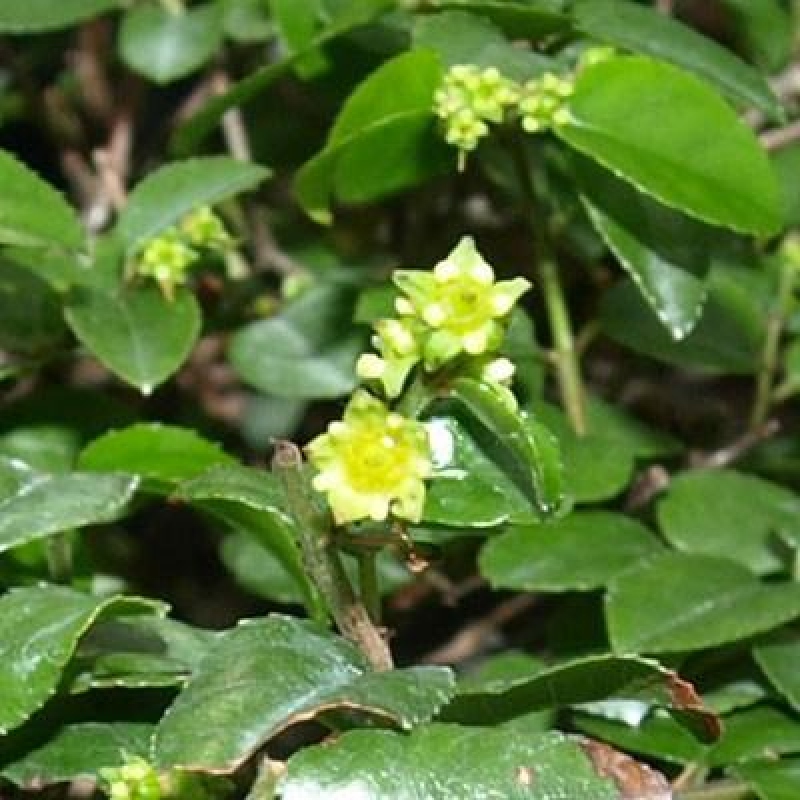 Kokedama alátéttel – Sagerécie thea – Sagerécie thea