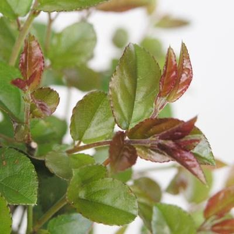 Szobai bonsai - Sageretia thea - Sageretia thea