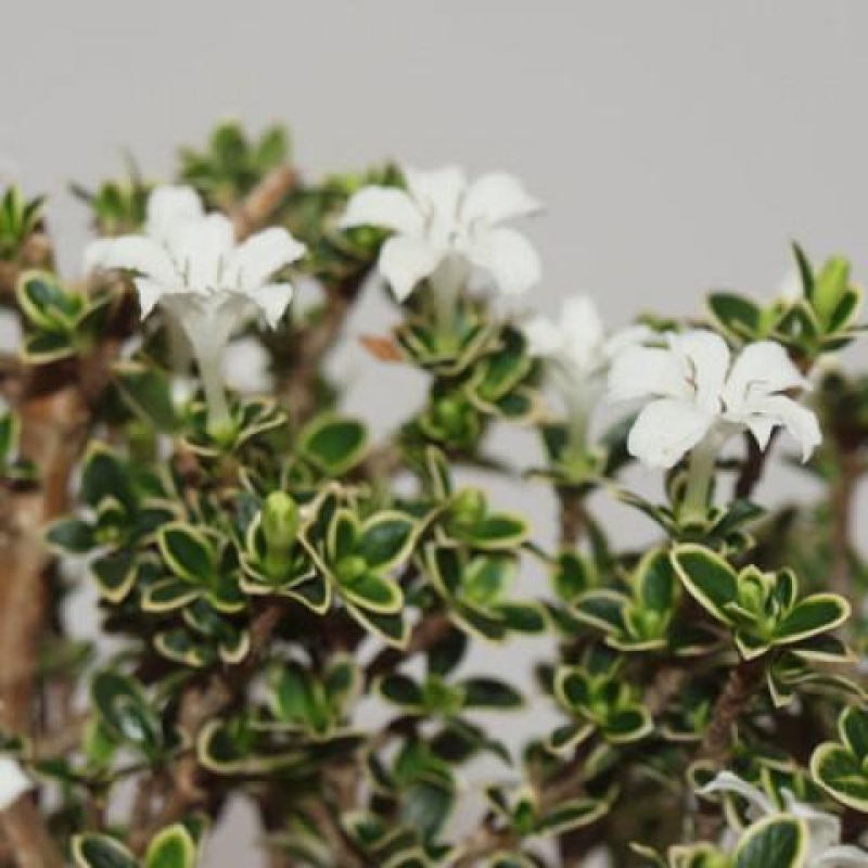 Szobai bonsai - Serissa foetida Variegata - Az ezer csillag fája