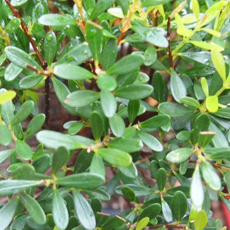 Szobai bonsai - Syzygium - Pimento
