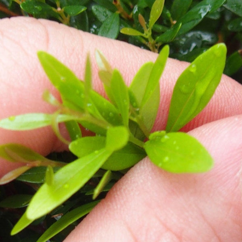 Szobai bonsai - Syzygium - Pimento