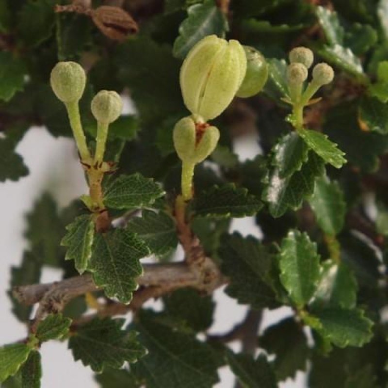 Szobai bonsai - Ulmus parvifolia - Kislevelű szilfa