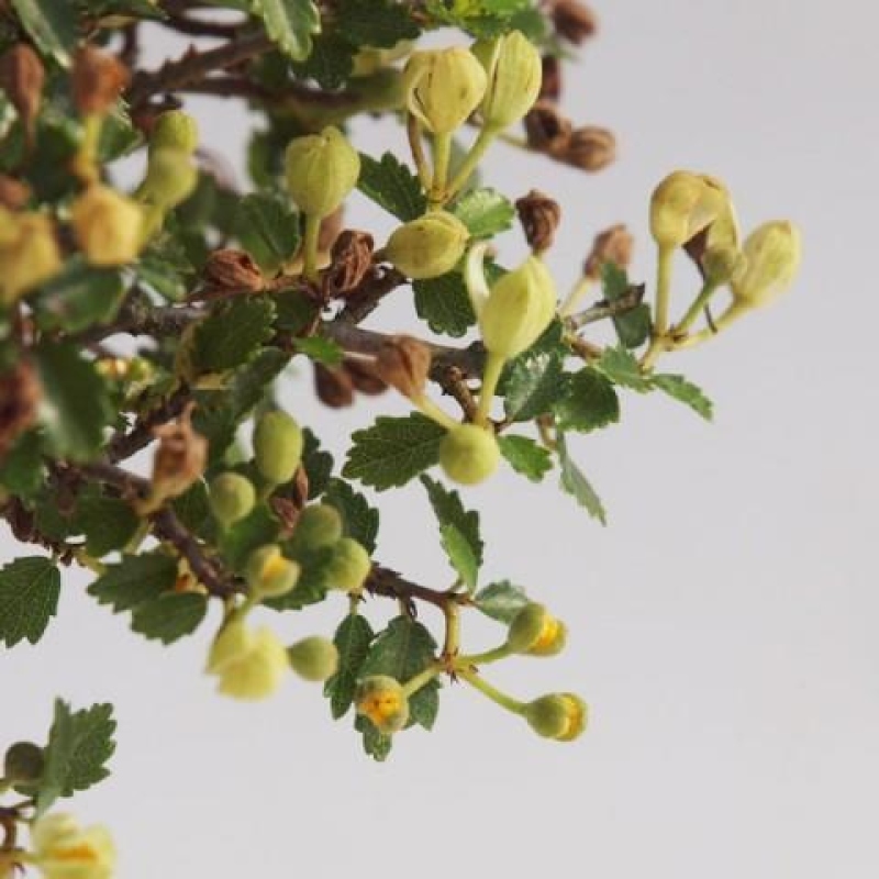 Szobai bonsai - Ulmus parvifolia - Kislevelű szilfa