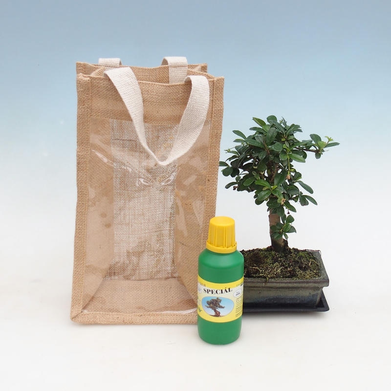 Szobai bonsai ajándéktáskában - JUTA Carmona-tea fuki