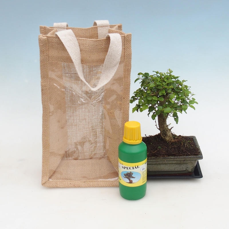 Szobabonsai ajándékzsákban – JUTA  Madárbogyó – Ligustrum chinensis