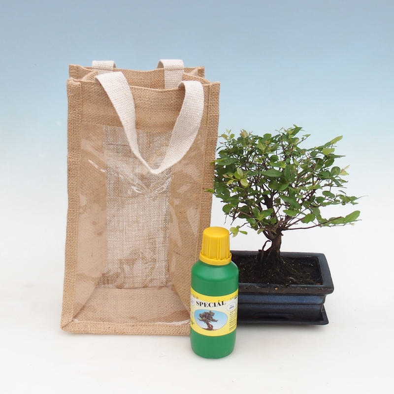 Szobai bonsai ajándéktáskában - JUTA Sageretia thea