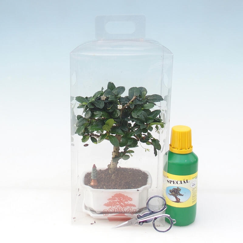 Szobai bonsai ajándékdobozban - Tea-fuki - Carmona microphylla