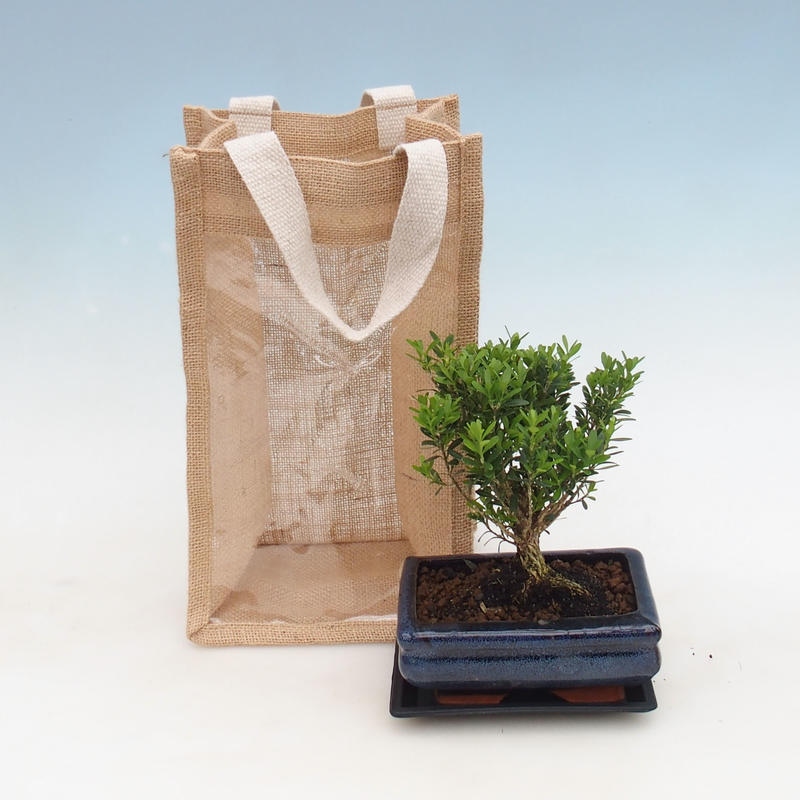 Beltéri bonsai ajándéktáskában - JUTA Buxus harlandii-Cork buxus