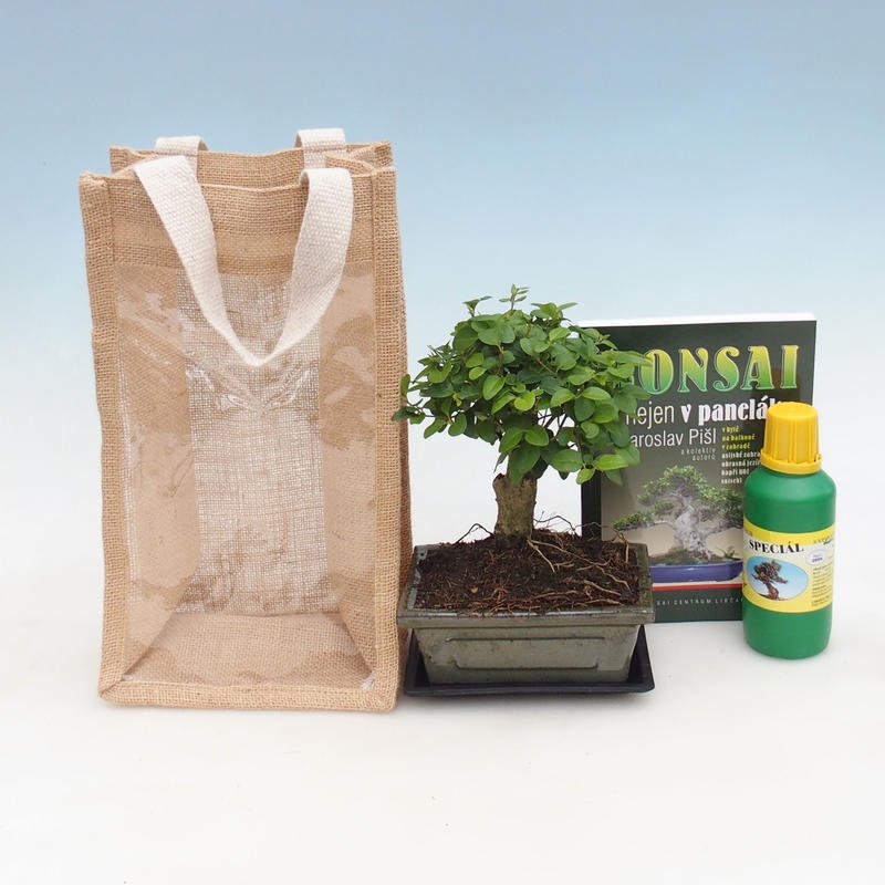 Szobabonsai ajándékzsákban – JUTA  Madárbogyó – Ligustrum chinensis