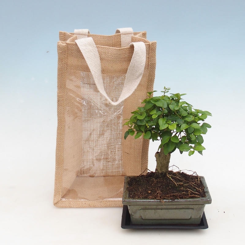 Szobabonsai ajándéktáskában – JUTA  Madárbogyó – Ligustrum chinensis