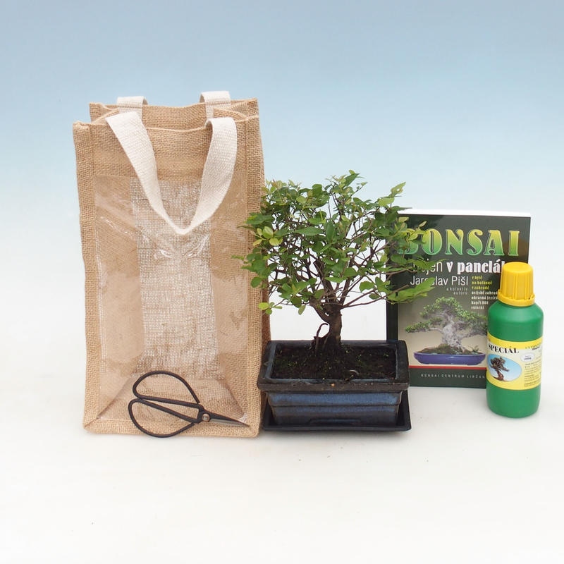 Szobai bonsai ajándéktáskában - JUTA Sageretia thea