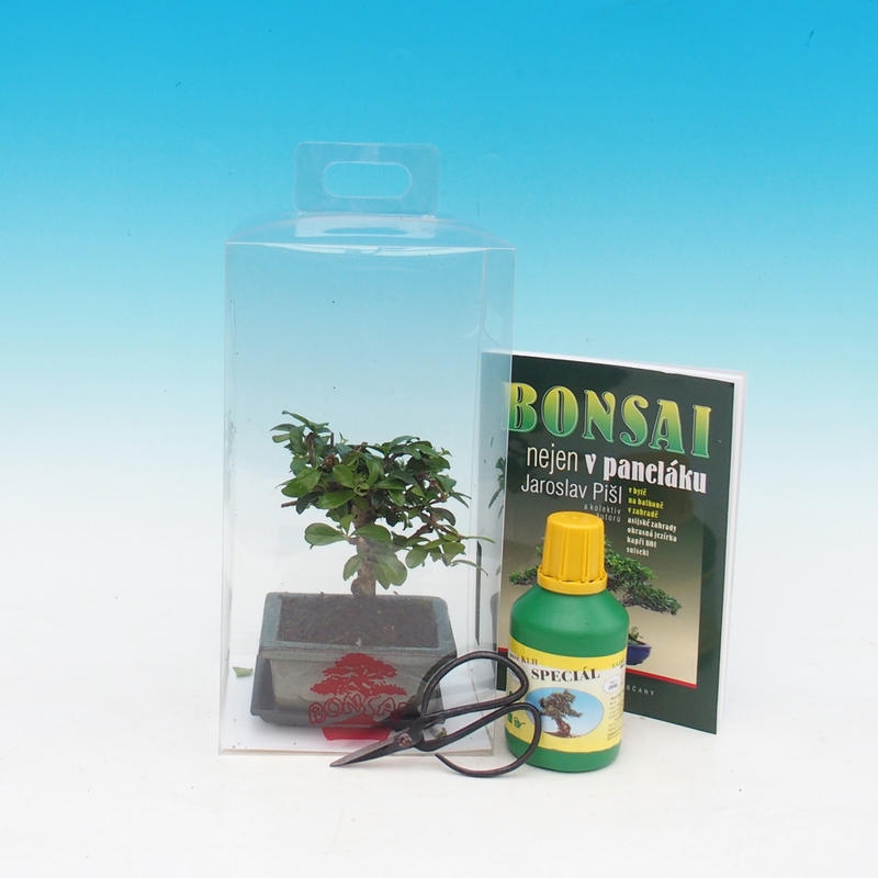 Szobai bonsai ajándékdobozban Carmona microphylla - Tea fuki