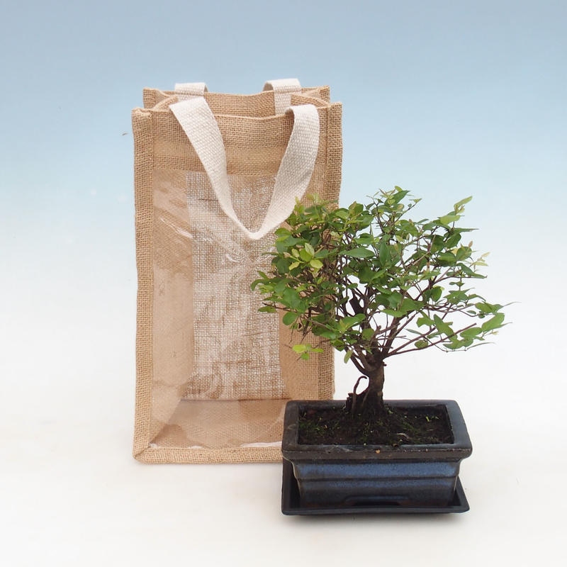 Szobai bonsai ajándéktáskában - JUTA Sageretia thea