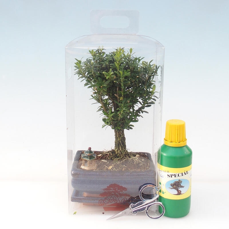 Szobai bonsai ajándékdobozban - Cork buxus - Buxus harlandii