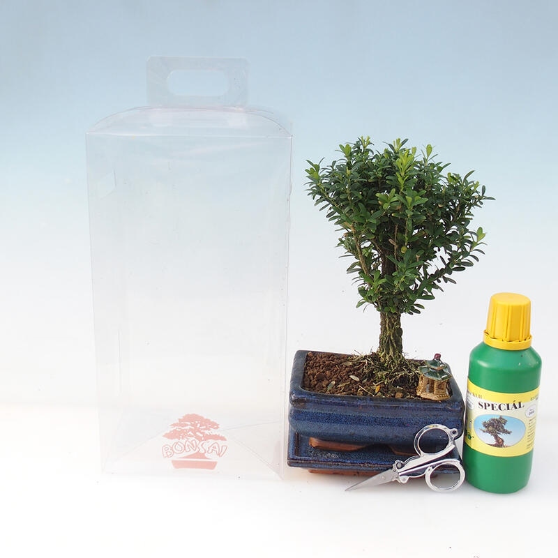 Szobai bonsai ajándékdobozban - Cork buxus - Buxus harlandii