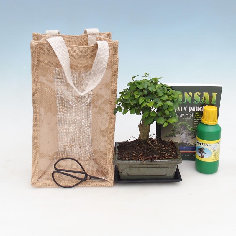 Szobabonsai ajándékzsákban – JUTA  Madárbogyó – Ligustrum chinensis