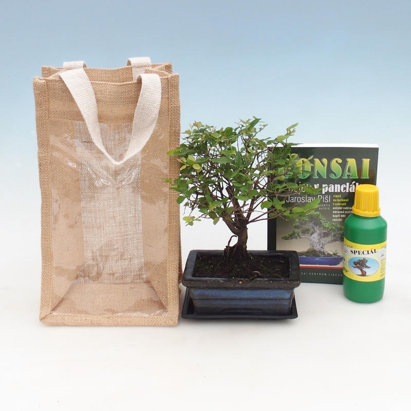 Szobai bonsai ajándéktáskában - JUTA Sageretia thea