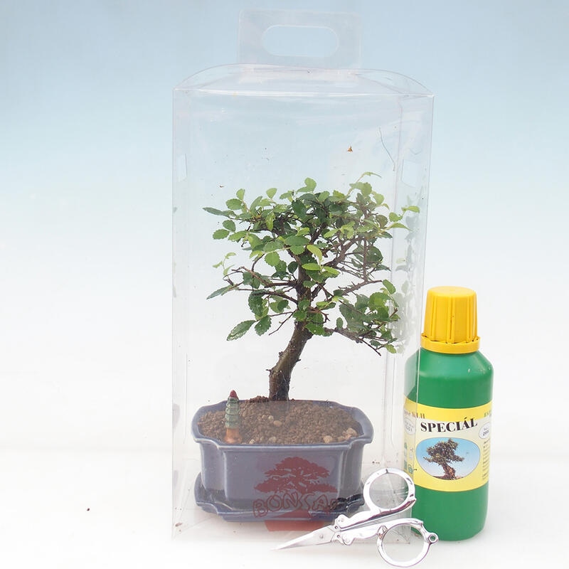 Szobai bonsai ajándékdobozban - Szobai szil - Ulmus parvifolia