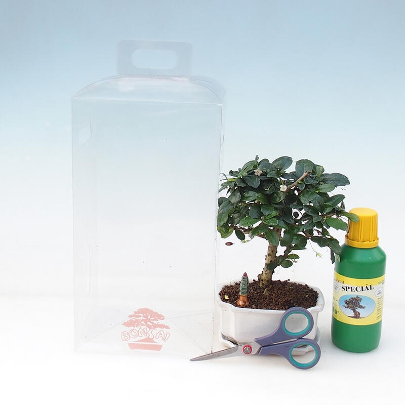 Beltéri bonsai ajándékdobozban fiúknak - Tea-fuki - Carmona microphylla