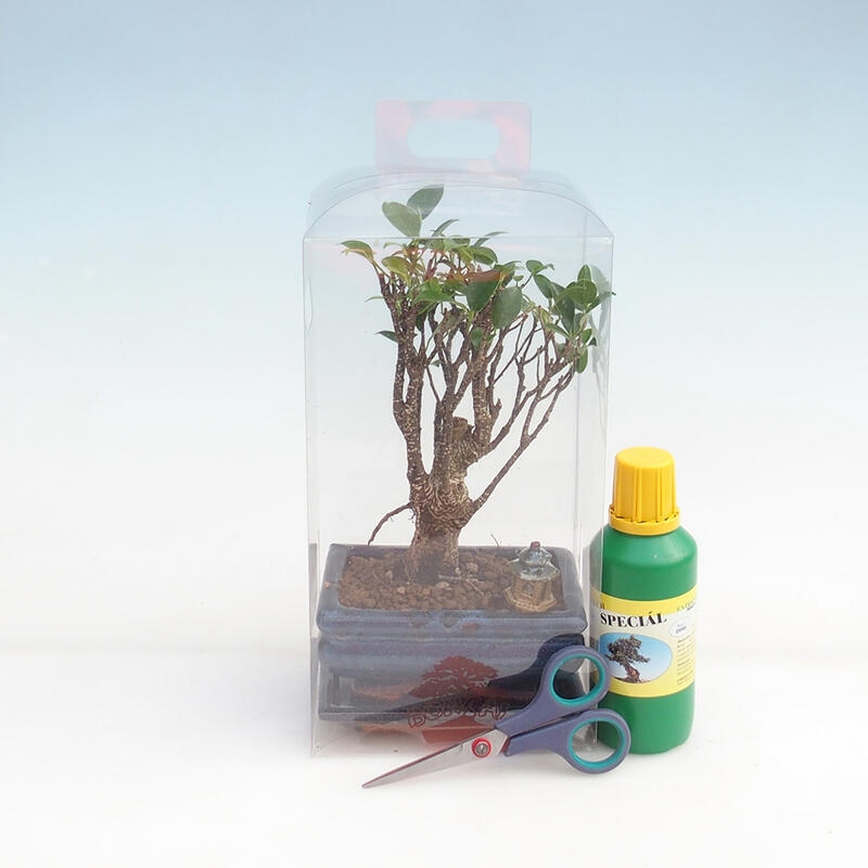 Beltéri bonsai ajándékdobozban fiúknak - Ficus retusa