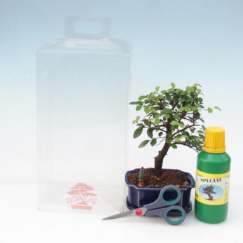 Szobai bonsai ajándékdobozban fiúknak - Szobai szil - Ulmus parvifolia