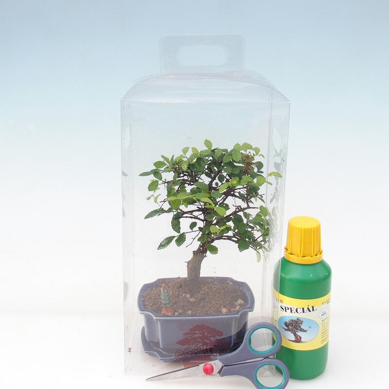 Szobai bonsai ajándékdobozban fiúknak - Szobai szil - Ulmus parvifolia