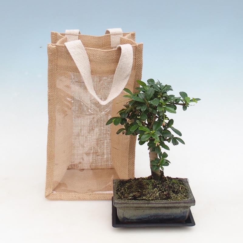 Szobai bonsai ajándéktáskában - JUTA Carmona-tea fuki