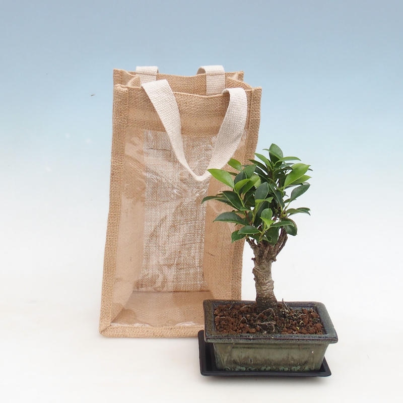 Szobai bonsai ajándéktáskában - JUTA Ficus retusa
