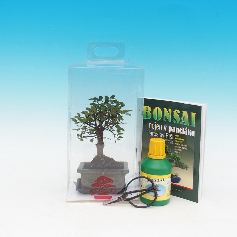 Szoba bonsai ajándékdobozban