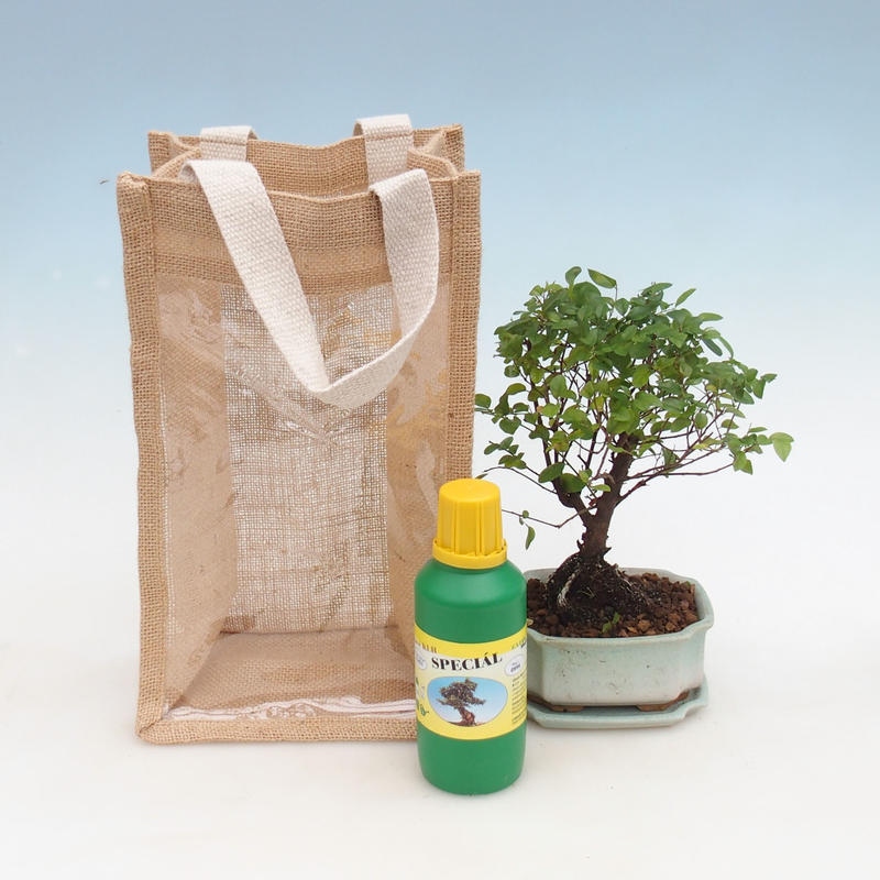 Szobai bonsai ajándéktáskában - JUTA Sageretia thea