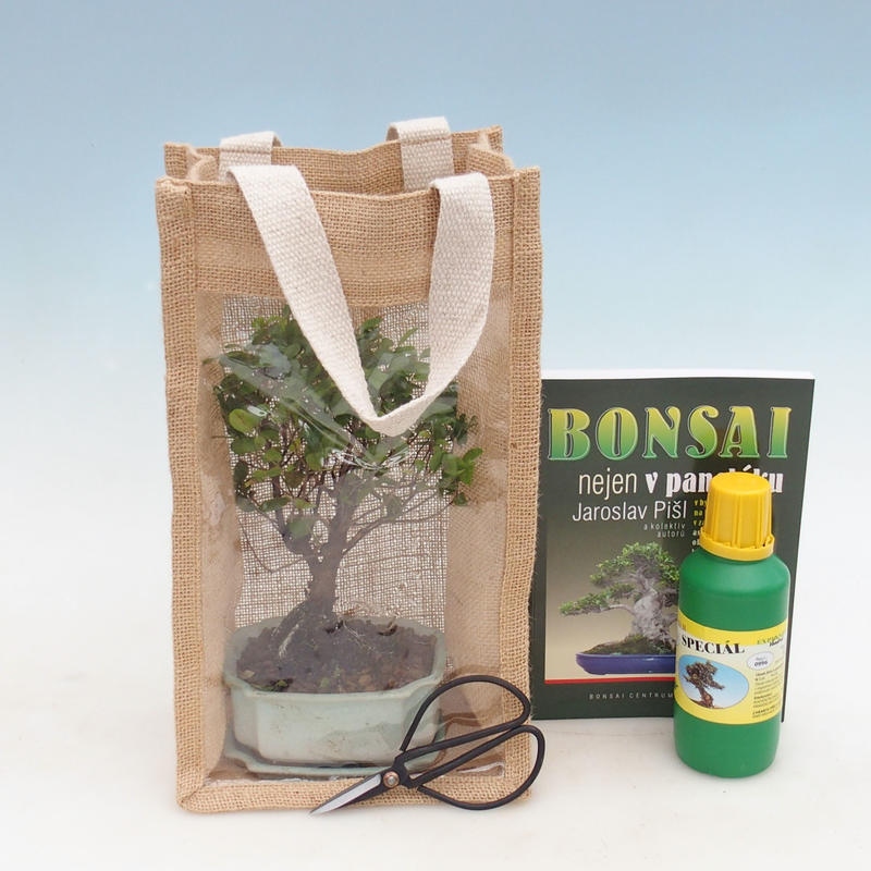 Szobai bonsai ajándéktáskában - JUTA