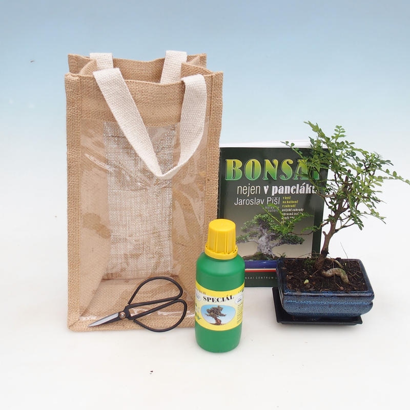Szobai bonsai ajándéktáskában - JUTA