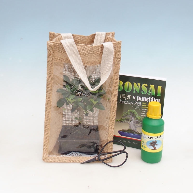 Szobai bonsai ajándéktáskában - JUTA