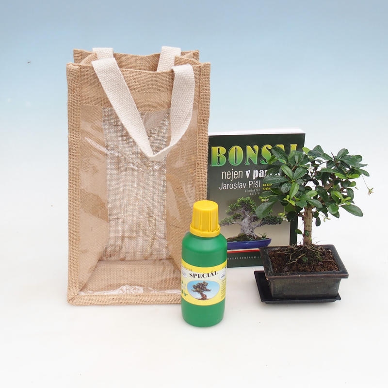 Szobai bonsai ajándéktáskában - JUTA