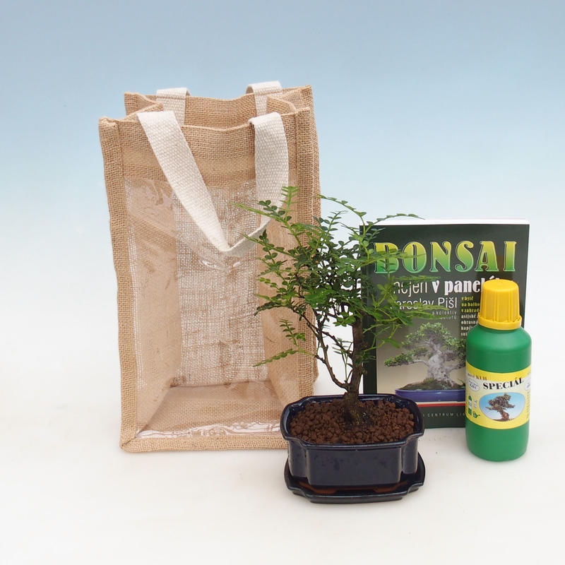 Szobai bonsai ajándéktáskában - JUTA