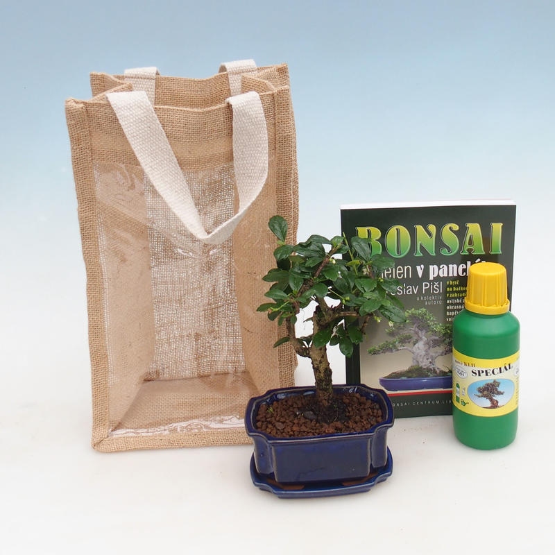 Szobai bonsai ajándéktáskában - JUTA Carmona-tea fuki