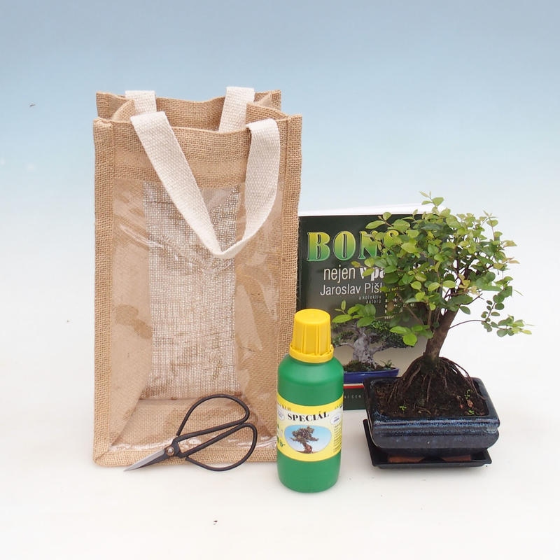Szobai bonsai ajándéktáskában - JUTA Sageretia thea