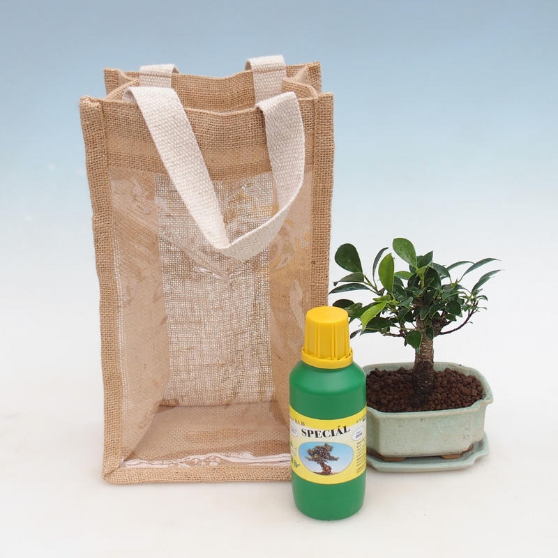 Szobai bonsai ajándéktáskában - JUTA Ficus retusa