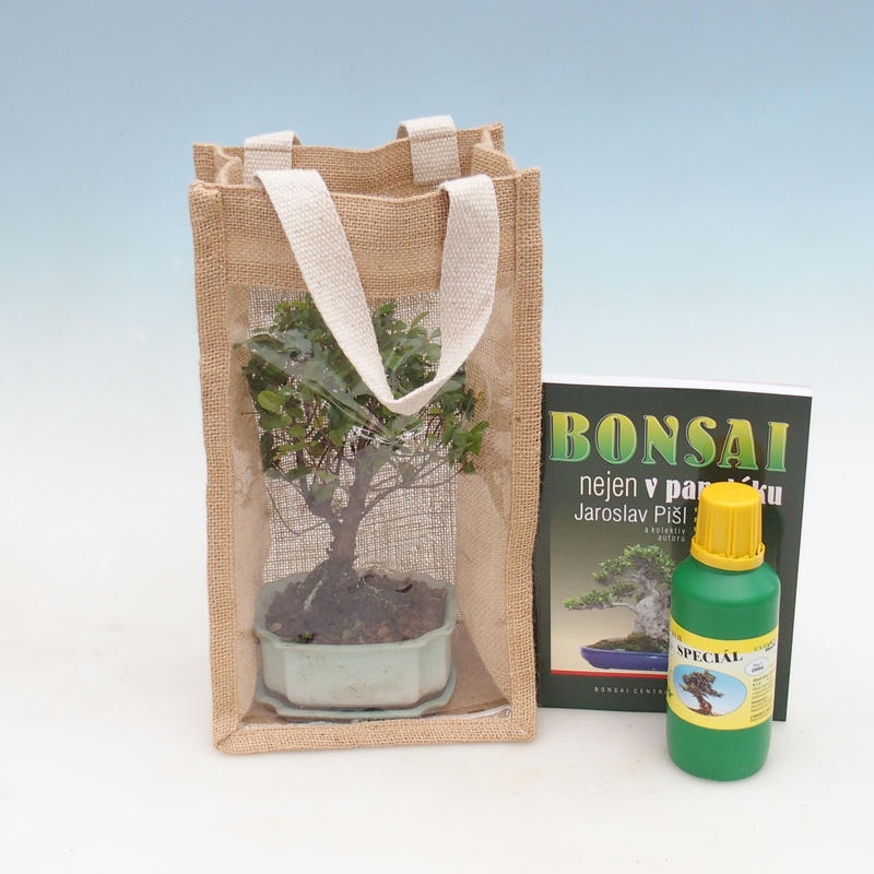Szobai bonsai ajándéktáskában - JUTA