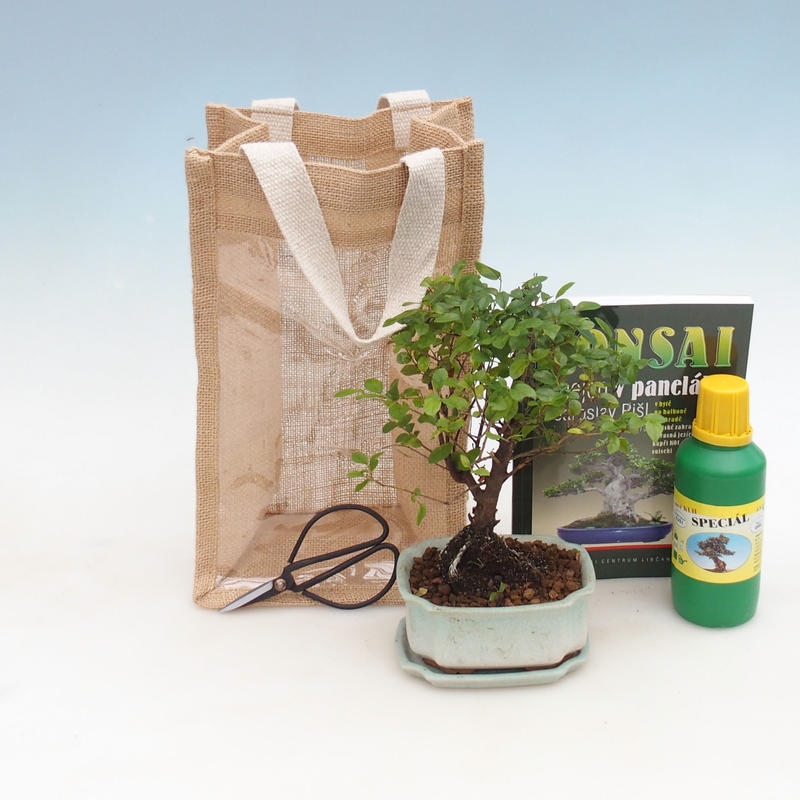 Szobai bonsai ajándéktáskában - JUTA Sageretia thea
