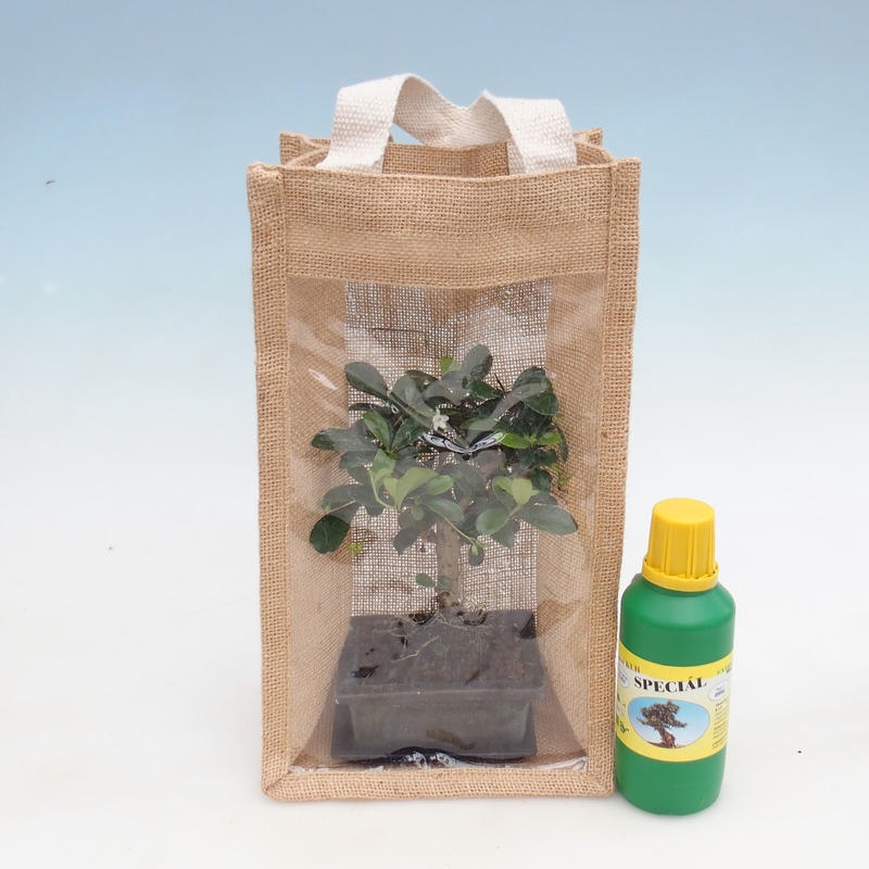 Szobai bonsai ajándéktáskában - JUTA