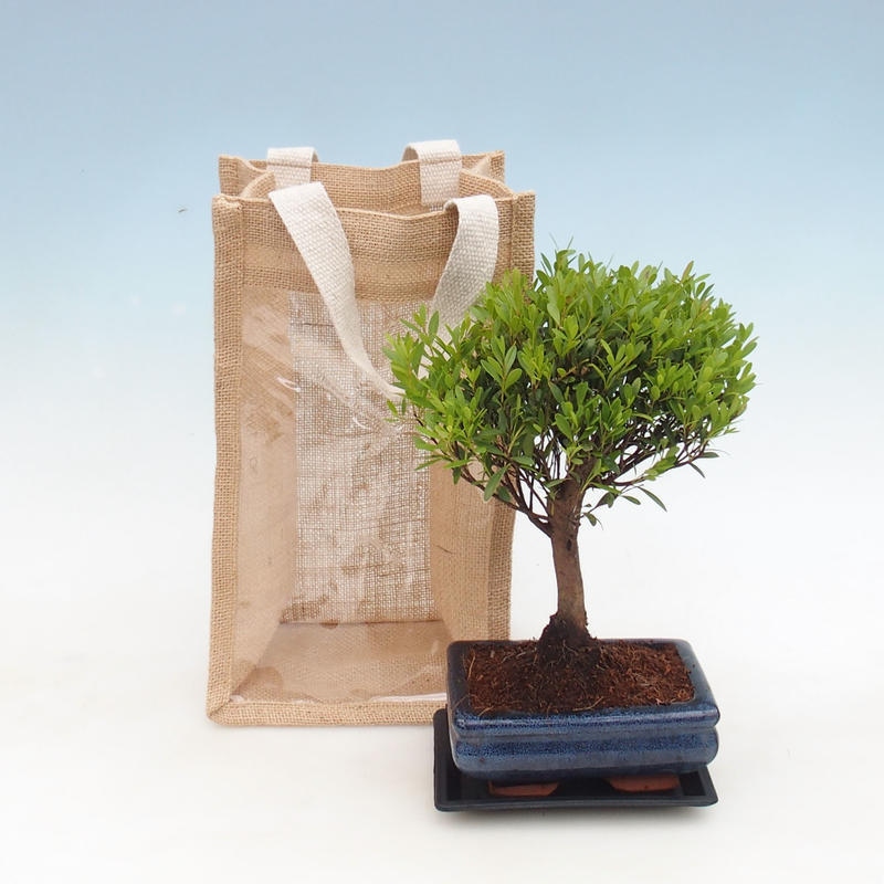 Szobai bonsai ajándéktáskában - JUTA