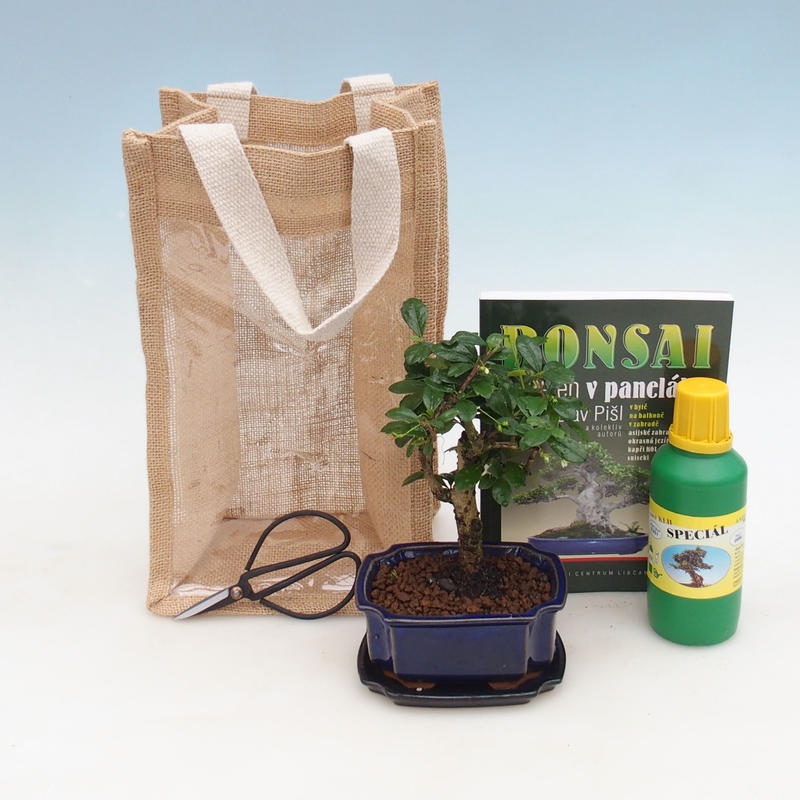 Szobai bonsai ajándéktáskában - JUTA Carmona-tea fuki