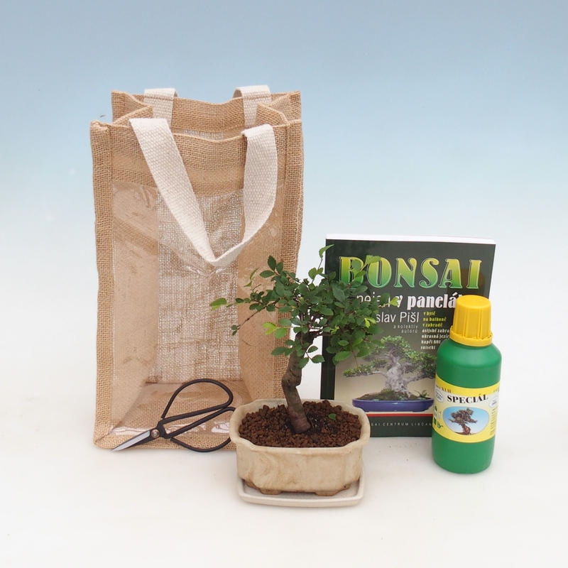 Szobai bonsai ajándéktasakban - JUTA Ulmus parvifolia-Room szilfa