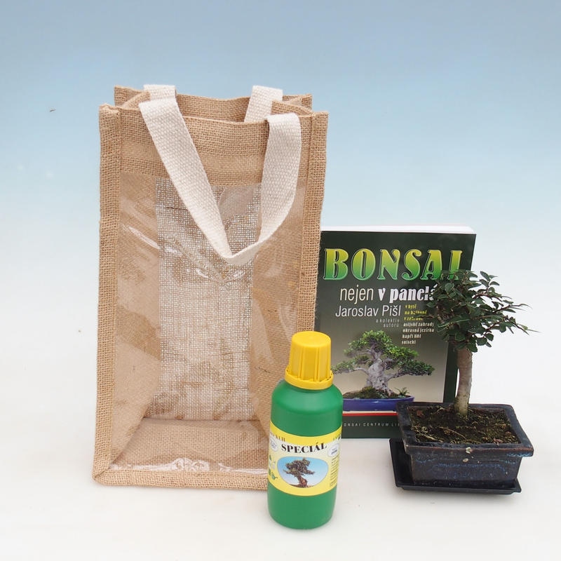 Szobai bonsai ajándéktasakban - JUTA Ulmus parvifolia-Room szilfa