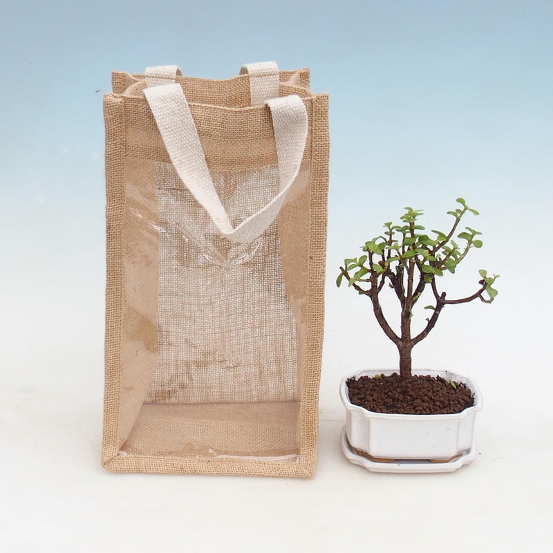 Szobai bonsai ajándékzsákban – JUTA Portulacaria Afra – Tlustice